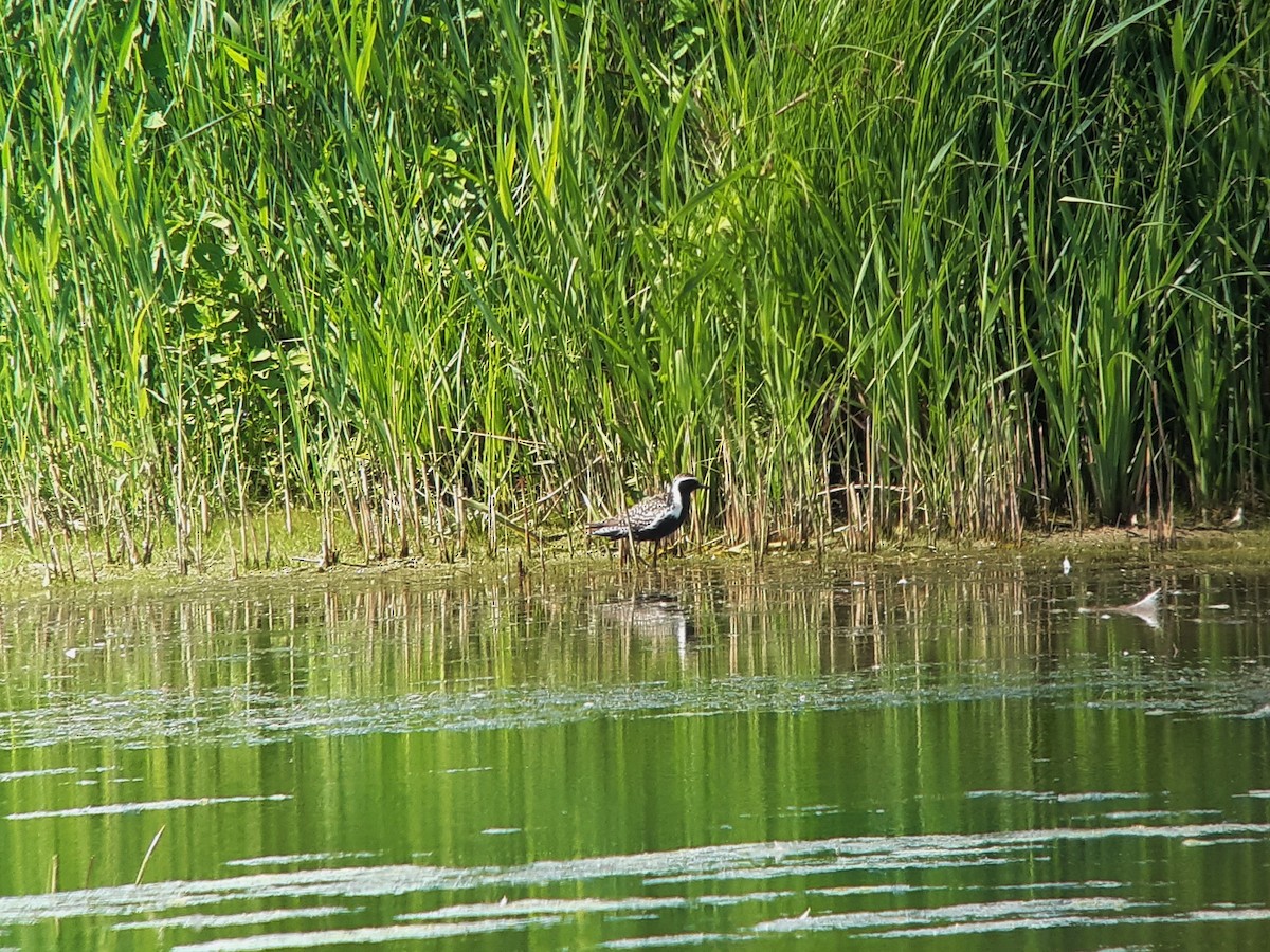 Pacific Golden-Plover - ML246408481