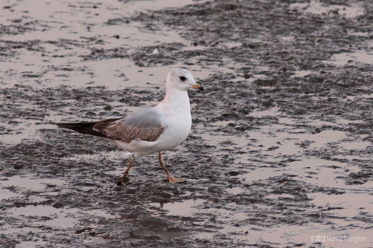 Common Gull - ML246408641