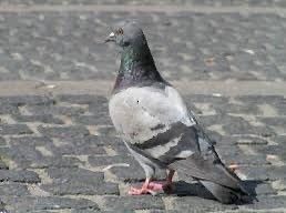 Rock Pigeon - Evgenia Veselova