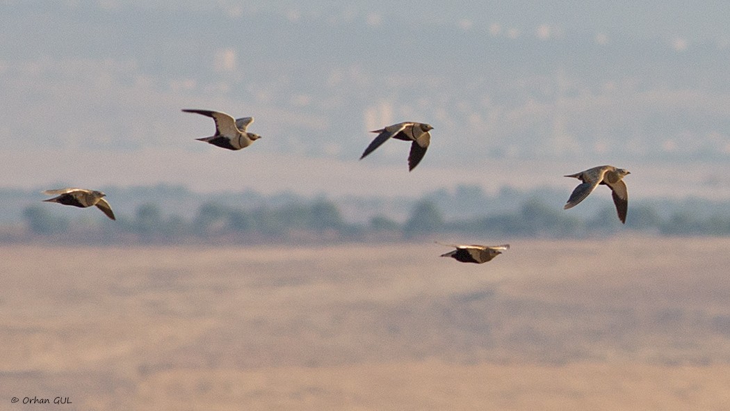 Black-bellied Sandgrouse - ML246410031