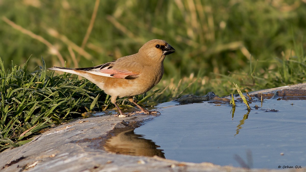 Desert Finch - Orhan Gül