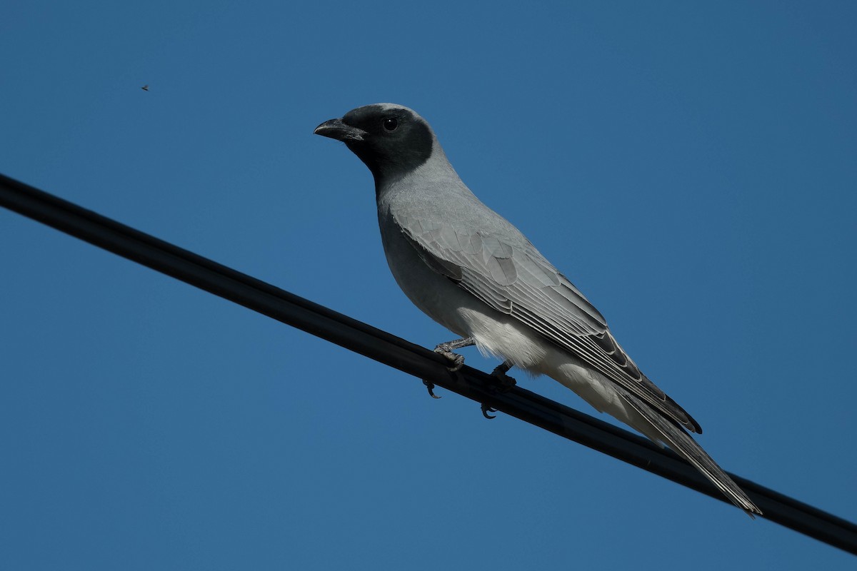 Black-faced Cuckooshrike - ML246412341