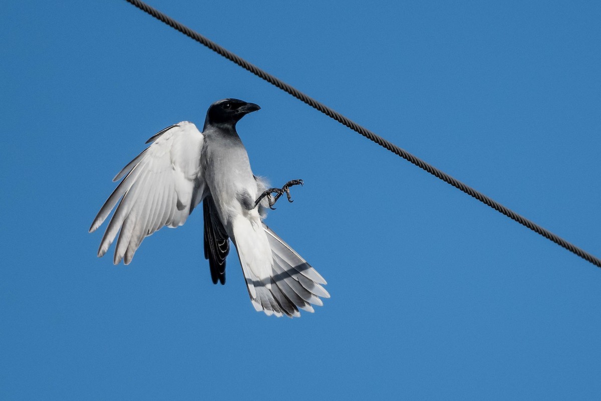 Black-faced Cuckooshrike - ML246412571