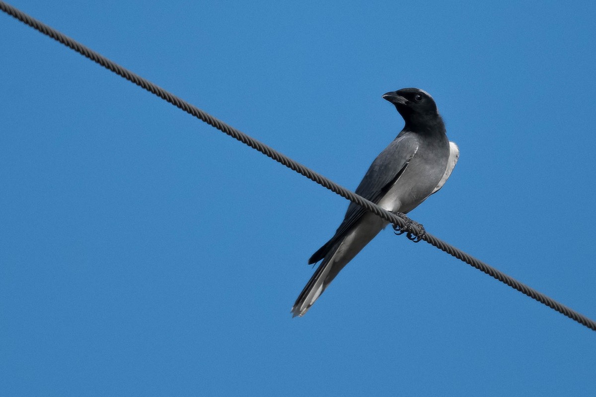 Black-faced Cuckooshrike - ML246412581