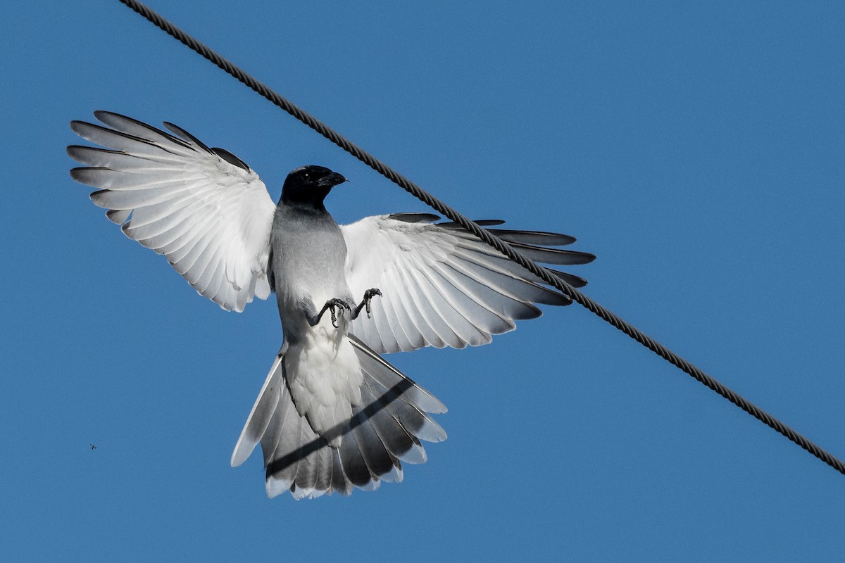 Black-faced Cuckooshrike - ML246412601