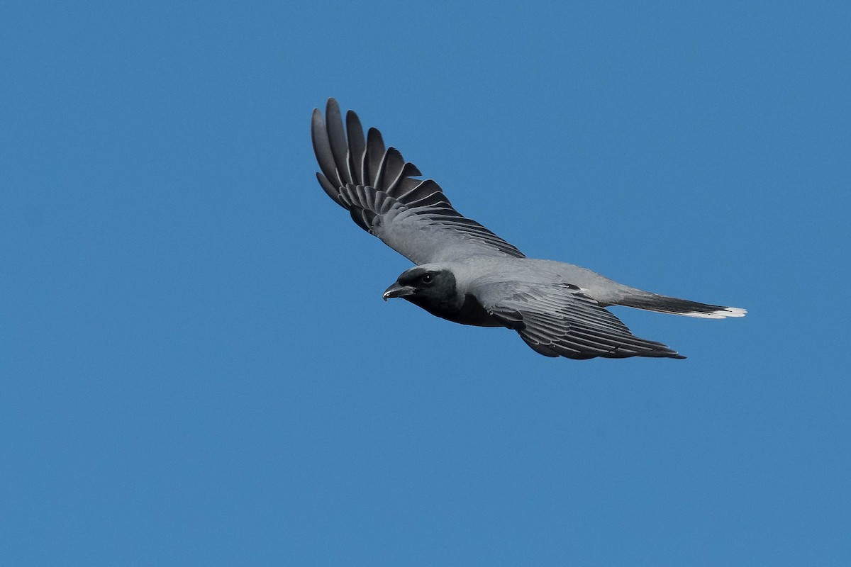 Black-faced Cuckooshrike - ML246412611