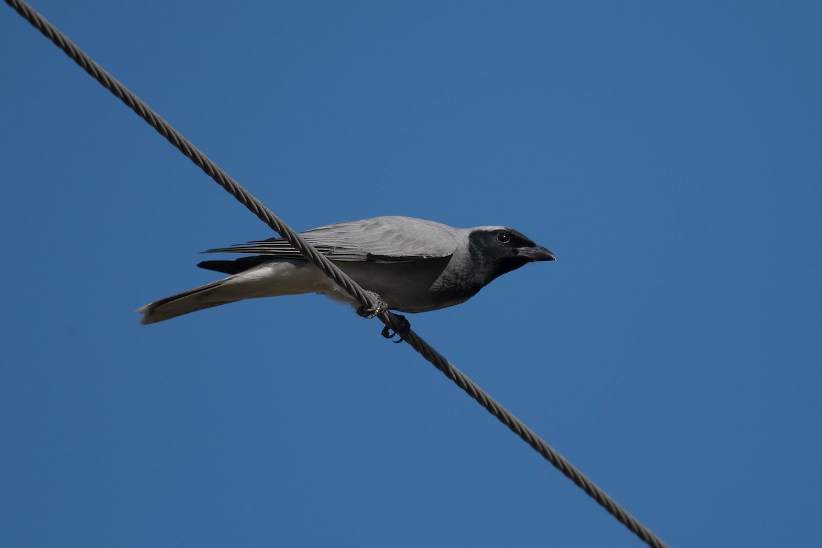 Black-faced Cuckooshrike - ML246412641