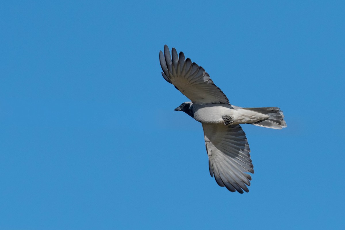 Black-faced Cuckooshrike - ML246412831