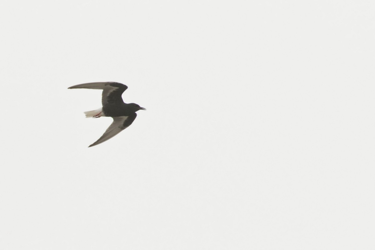 White-winged Tern - ML246415531