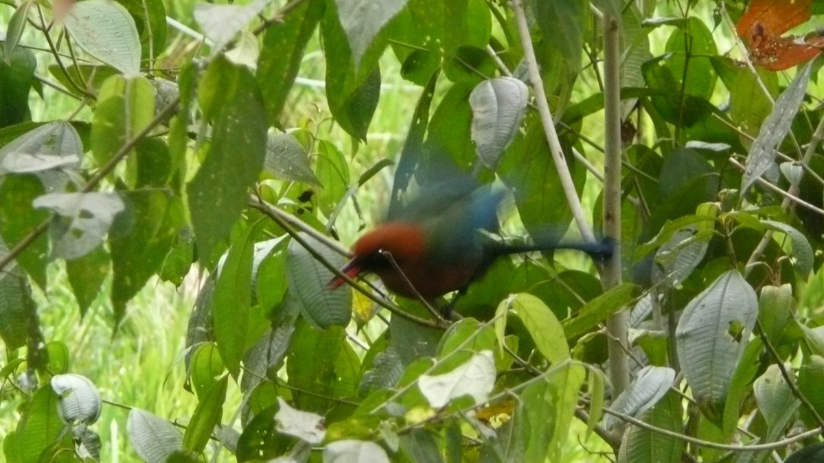 Rufous Motmot - Mathieu Franzkeit