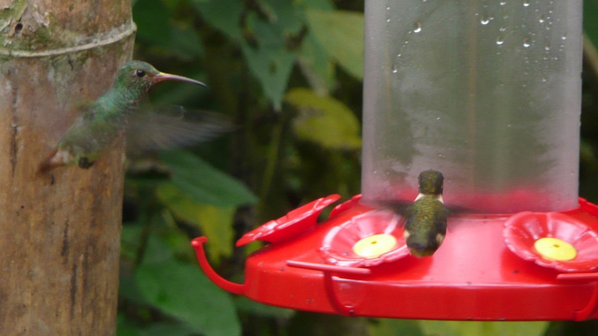 Purple-throated Woodstar - Mathieu Franzkeit