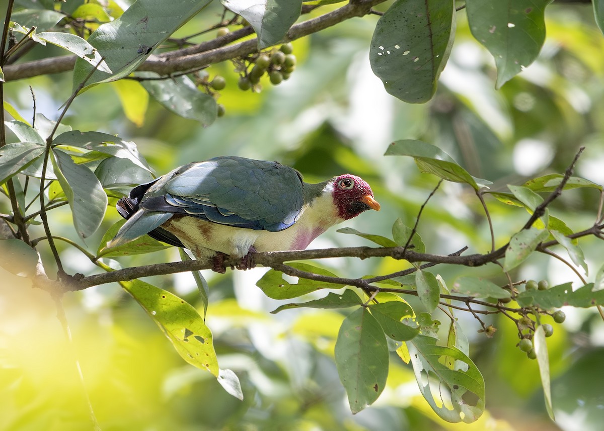 Jambu Fruit-Dove - Wai Loon Wong