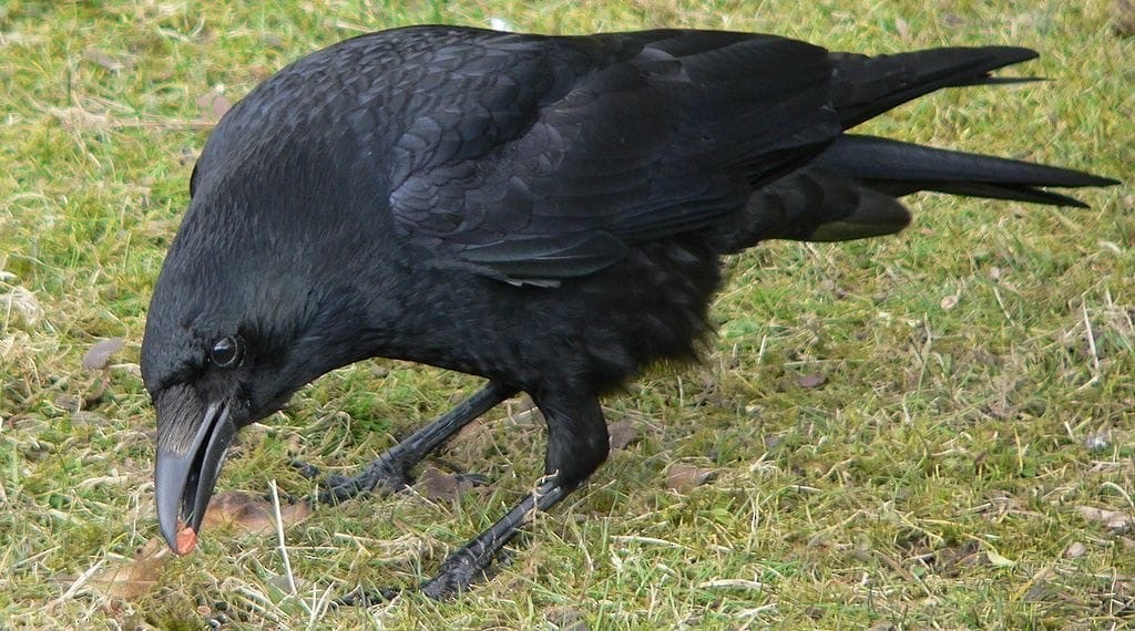 Common Raven - ML246417961