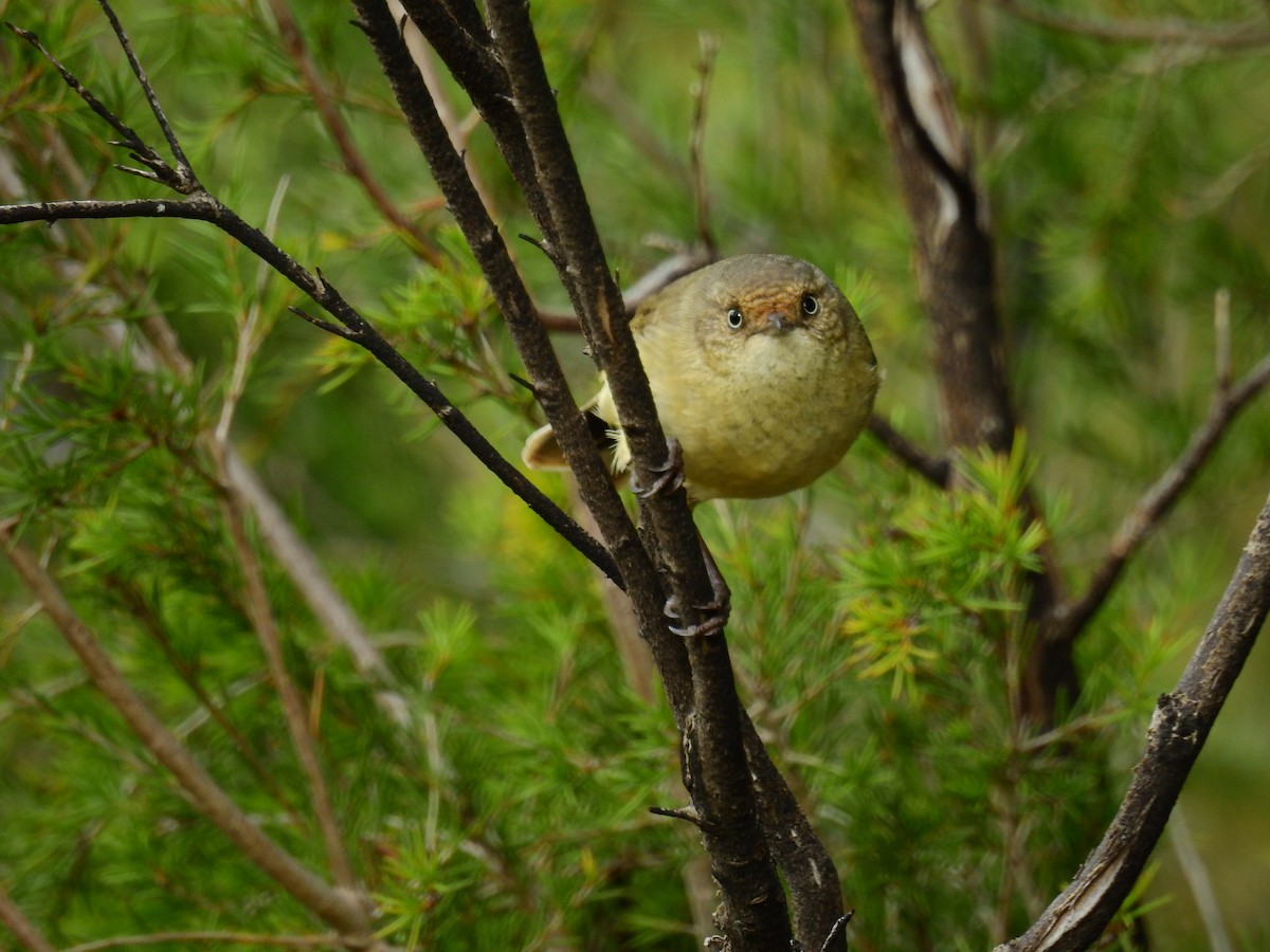 Buff-rumped Thornbill - ML246418111