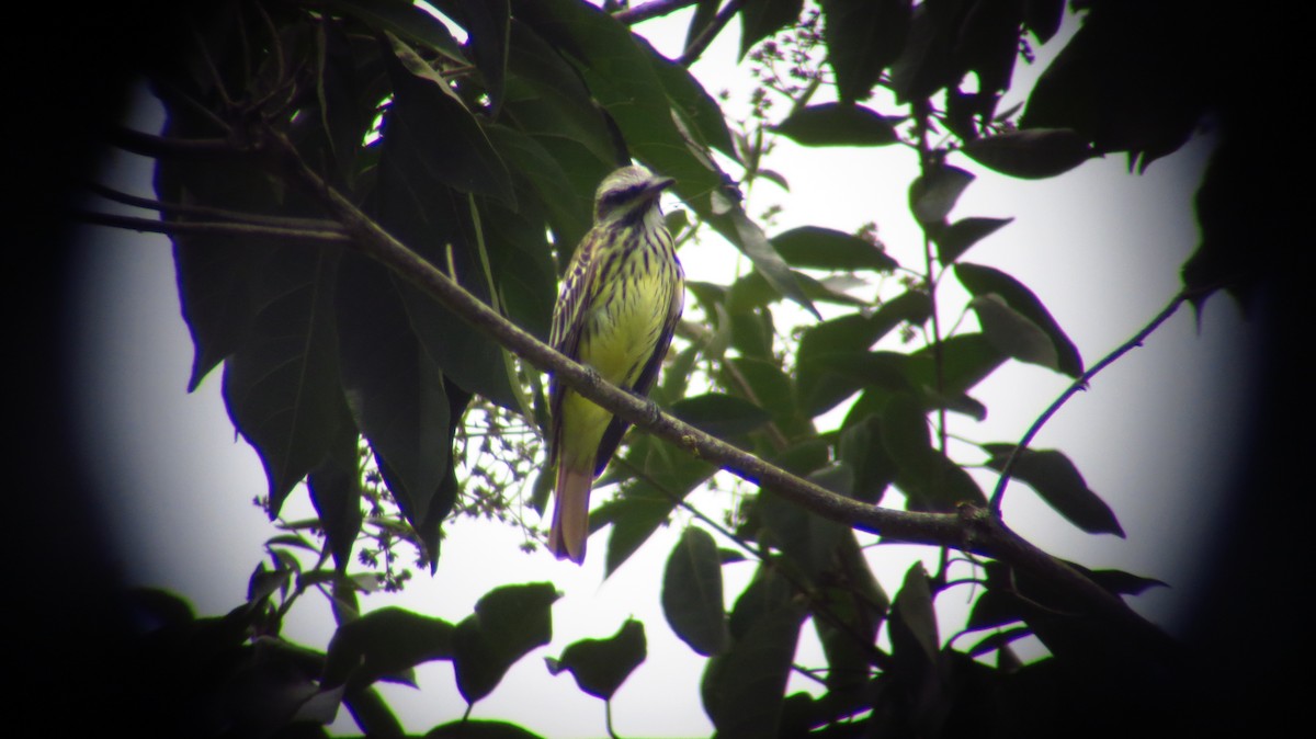 Sulphur-bellied Flycatcher - ML246418741