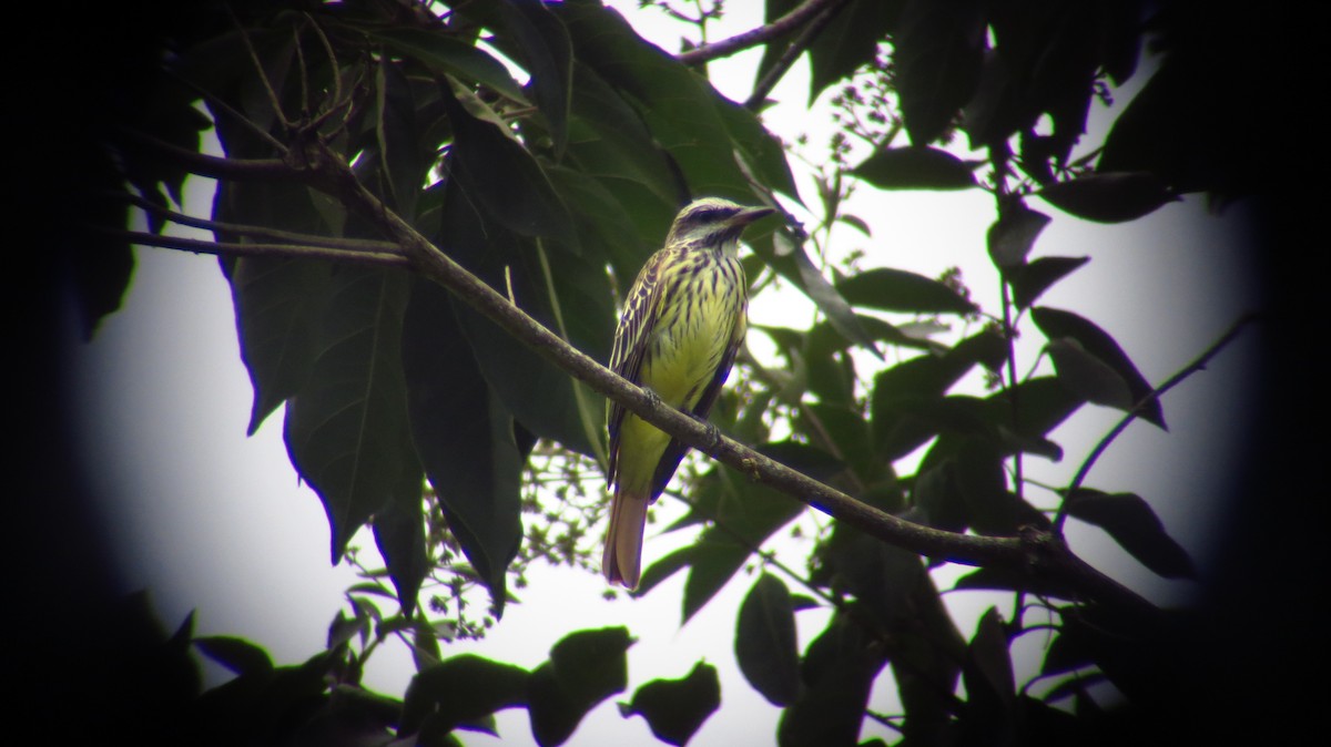 Sulphur-bellied Flycatcher - ML246418761