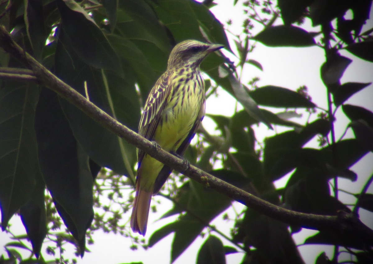 Sulphur-bellied Flycatcher - ML246418791