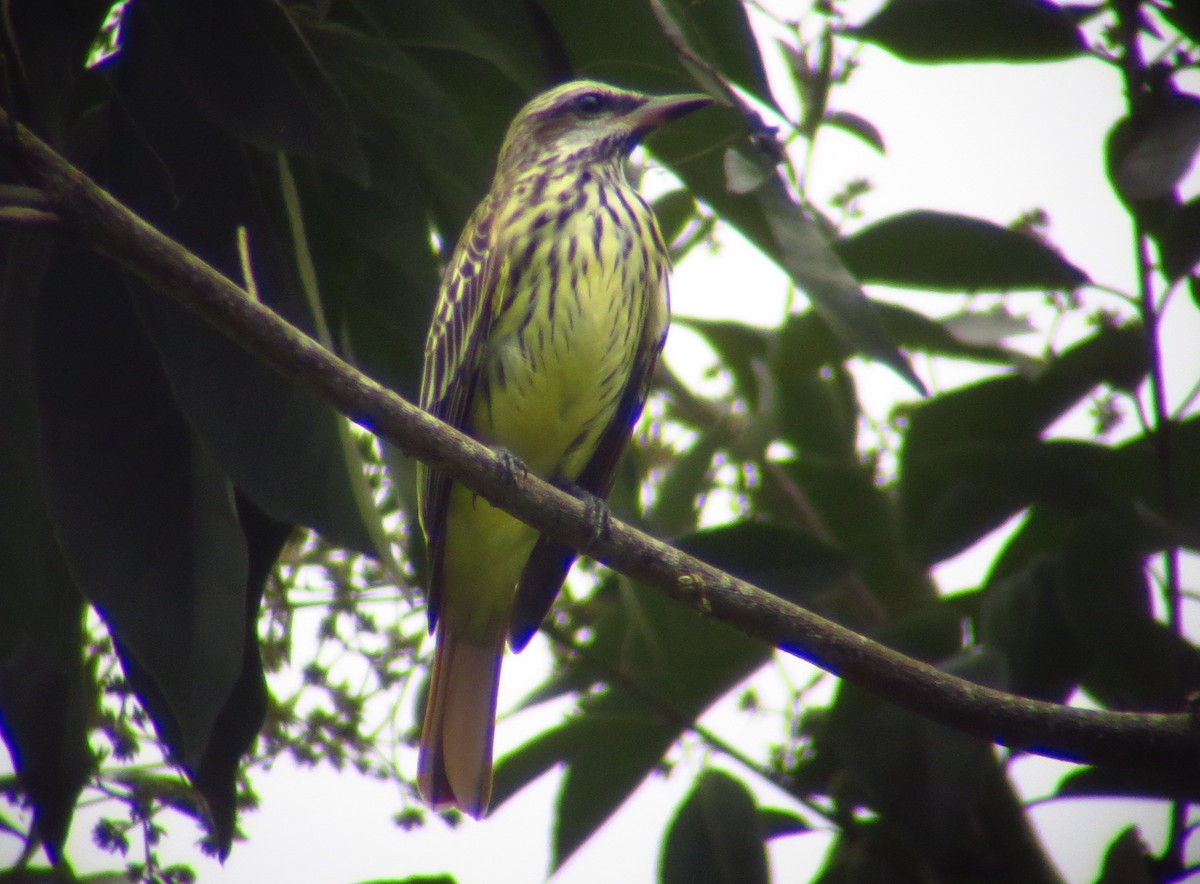 Sulphur-bellied Flycatcher - ML246418831
