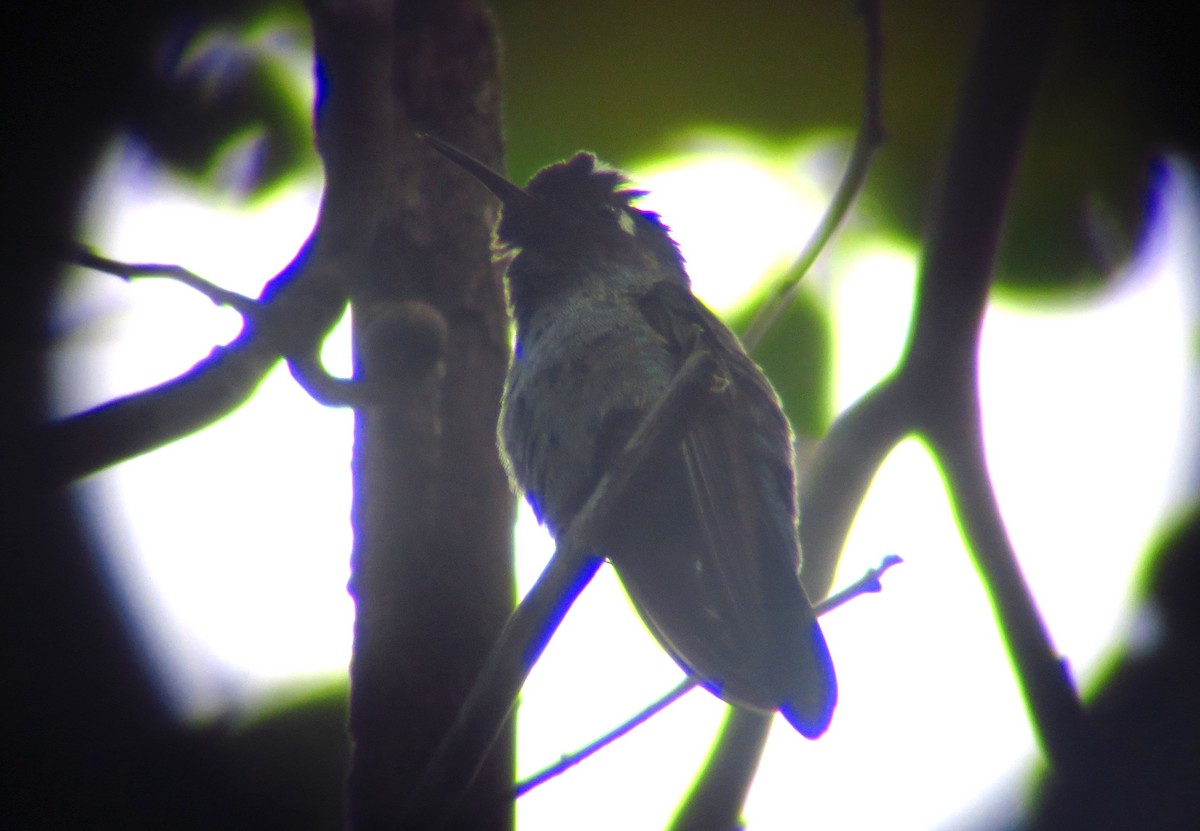 Violet-headed Hummingbird - ML246418911