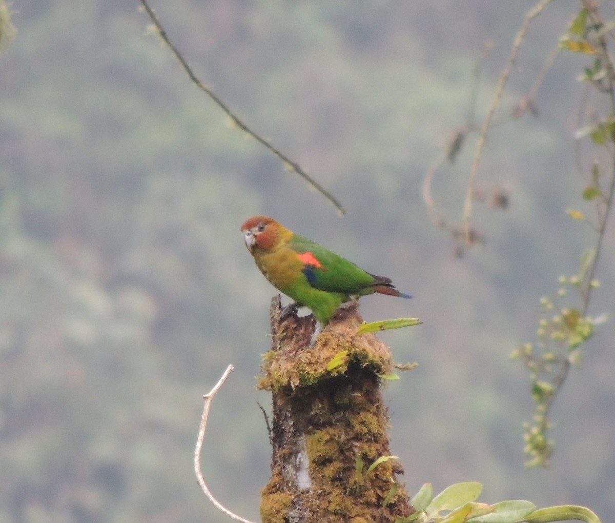 Rusty-faced Parrot - ML24642241