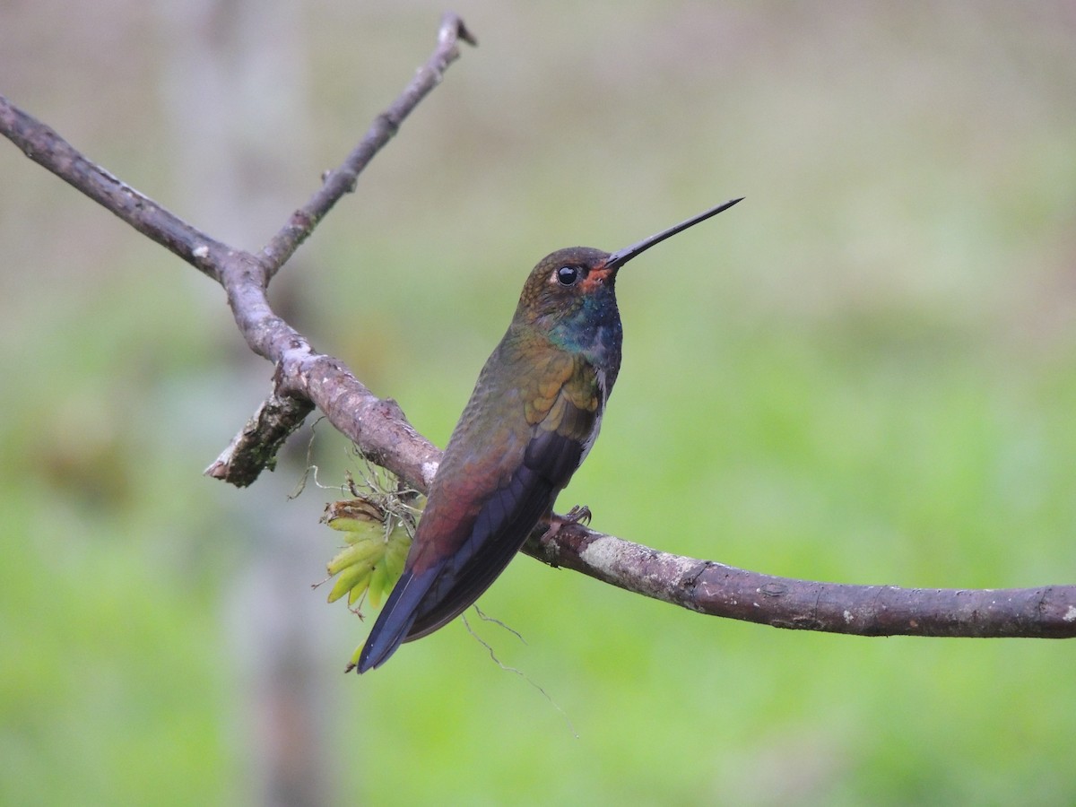 Rufous-gaped Hillstar - Ottavio Janni