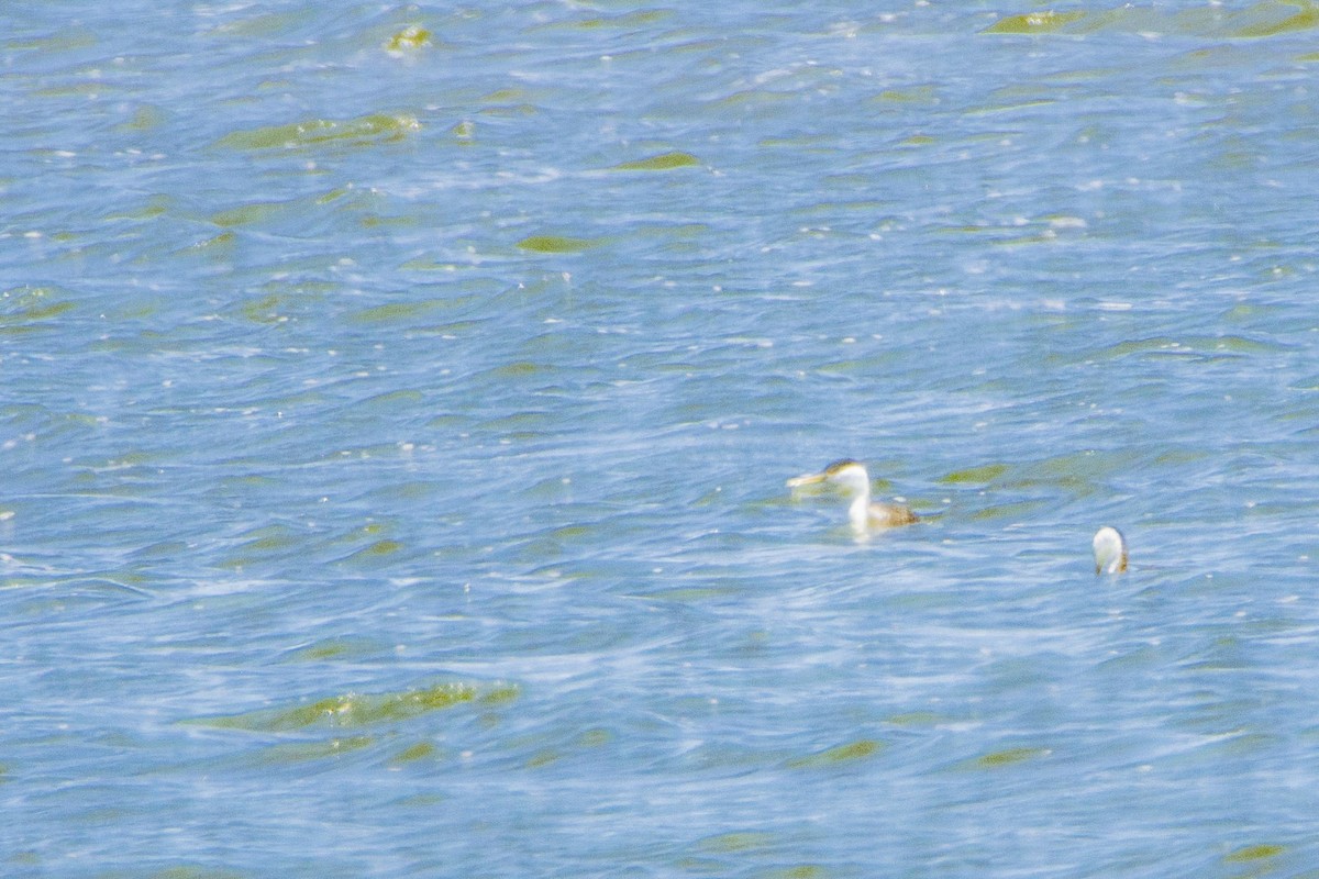 Western Grebe - ML246423871