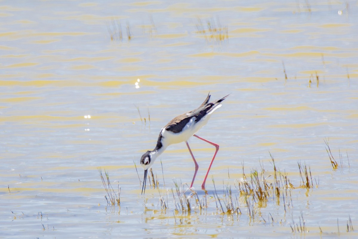 Black-necked Stilt - ML246423881