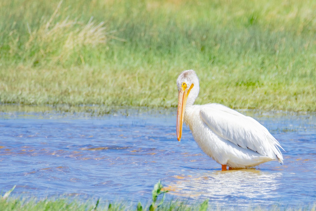 American White Pelican - Mark  Holtz