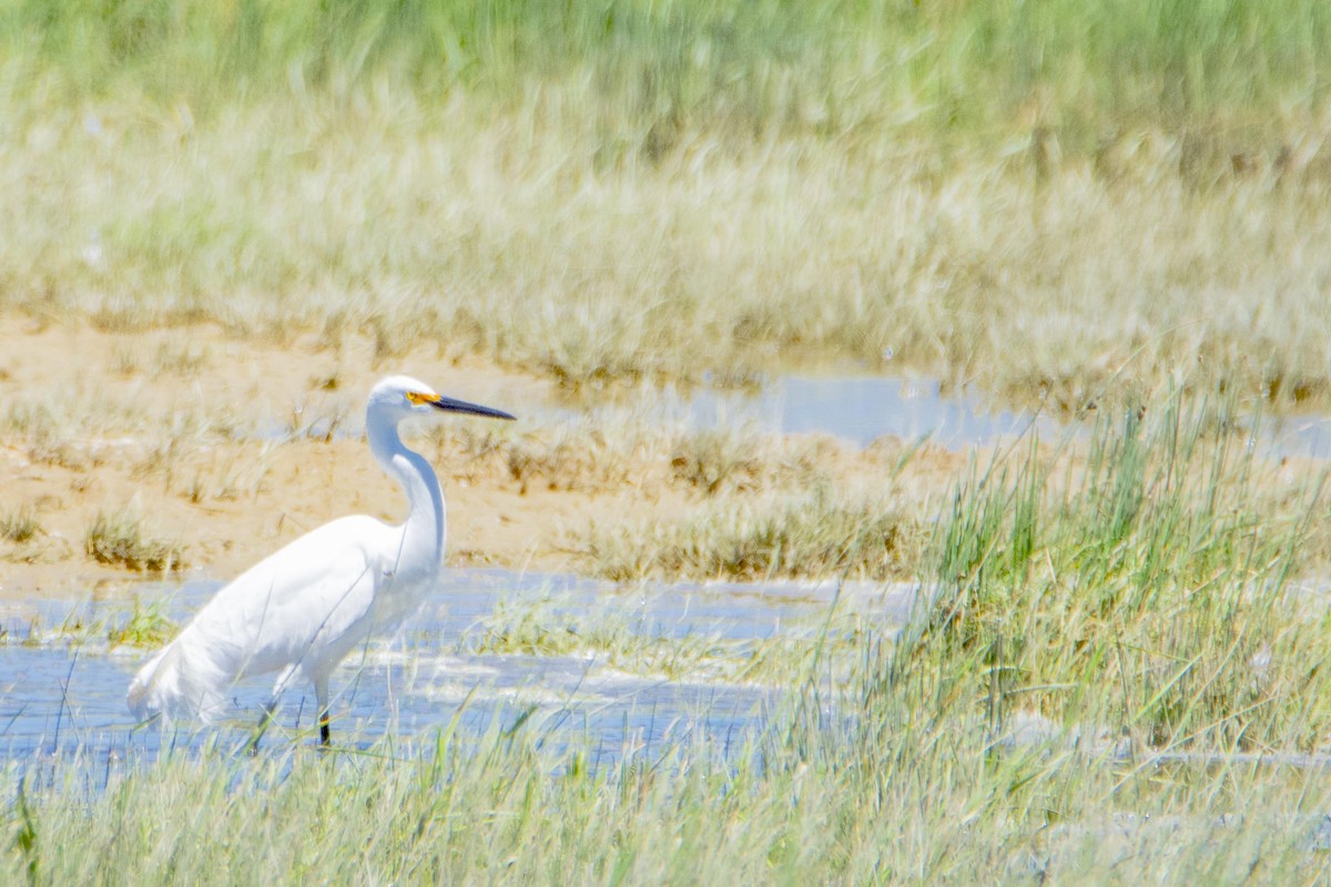 Snowy Egret - Mark  Holtz