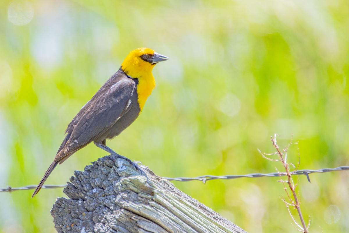 Yellow-headed Blackbird - Mark  Holtz