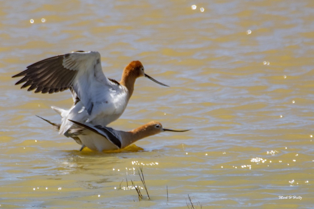 American Avocet - ML246423951