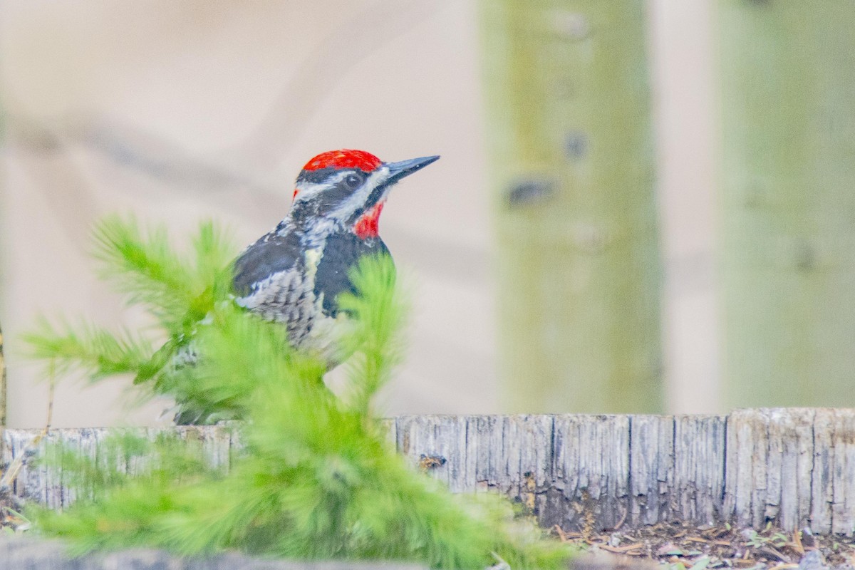 Red-naped Sapsucker - ML246424621