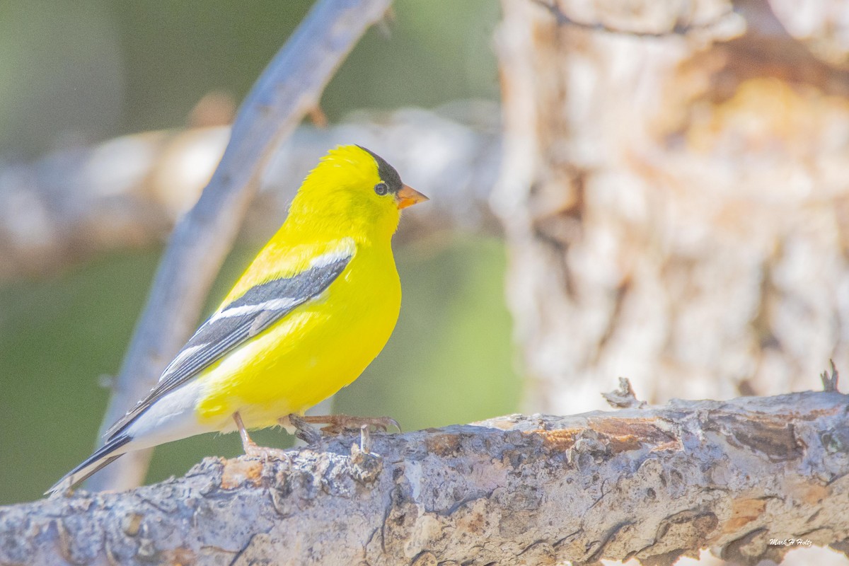American Goldfinch - ML246424671