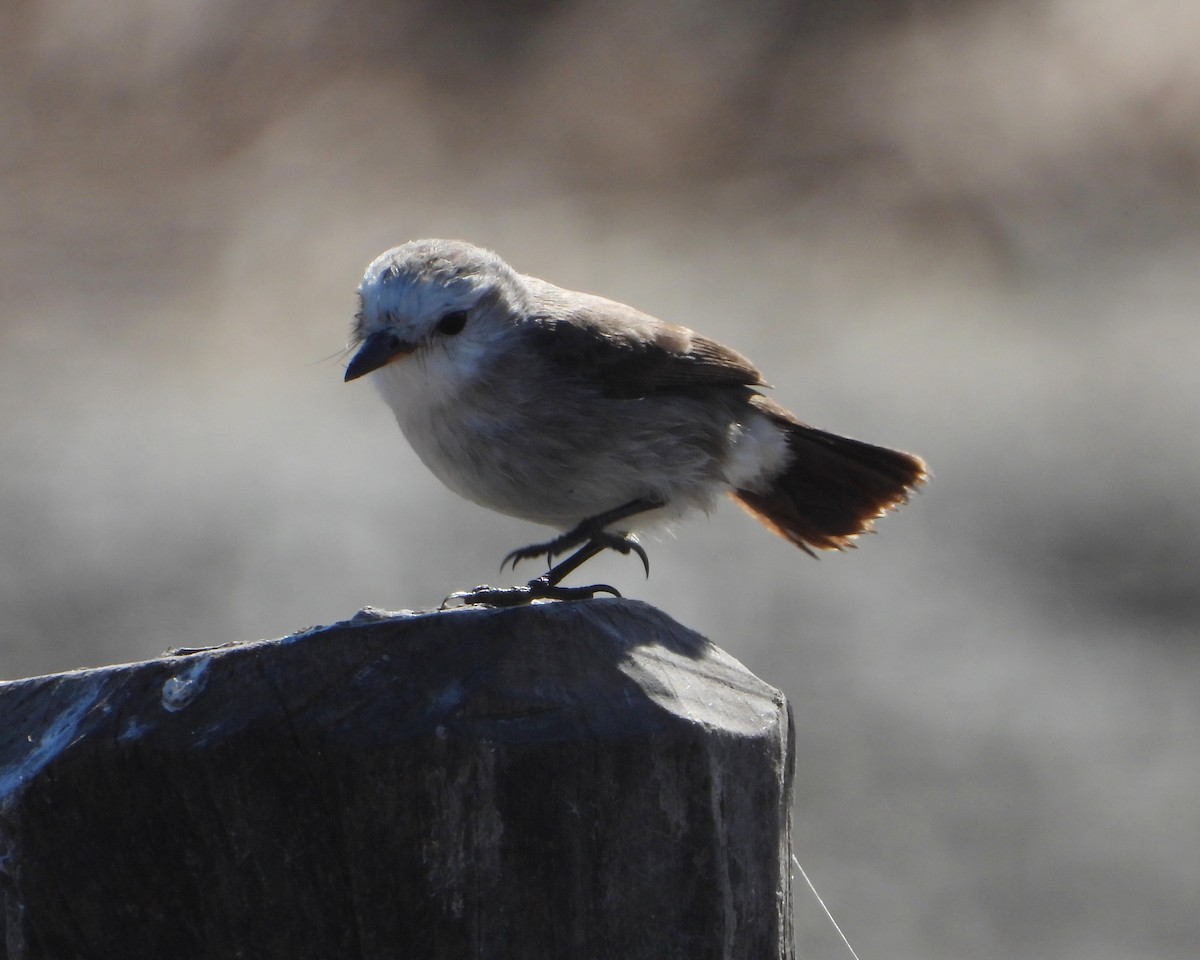 White-headed Marsh Tyrant - ML246426181