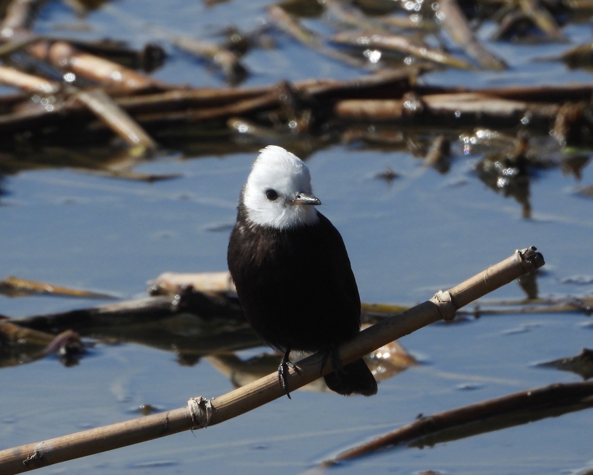 White-headed Marsh Tyrant - ML246426271