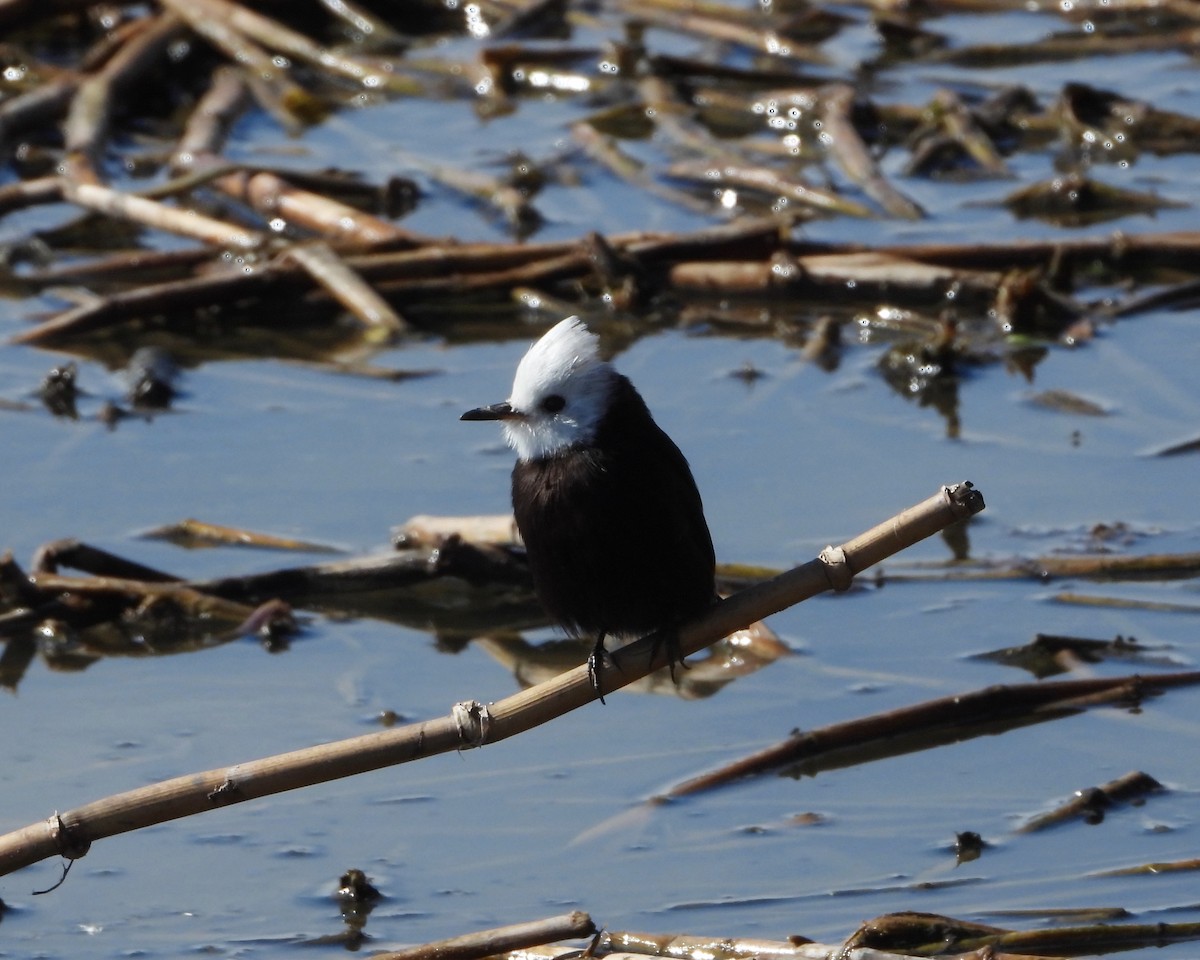 White-headed Marsh Tyrant - ML246426451