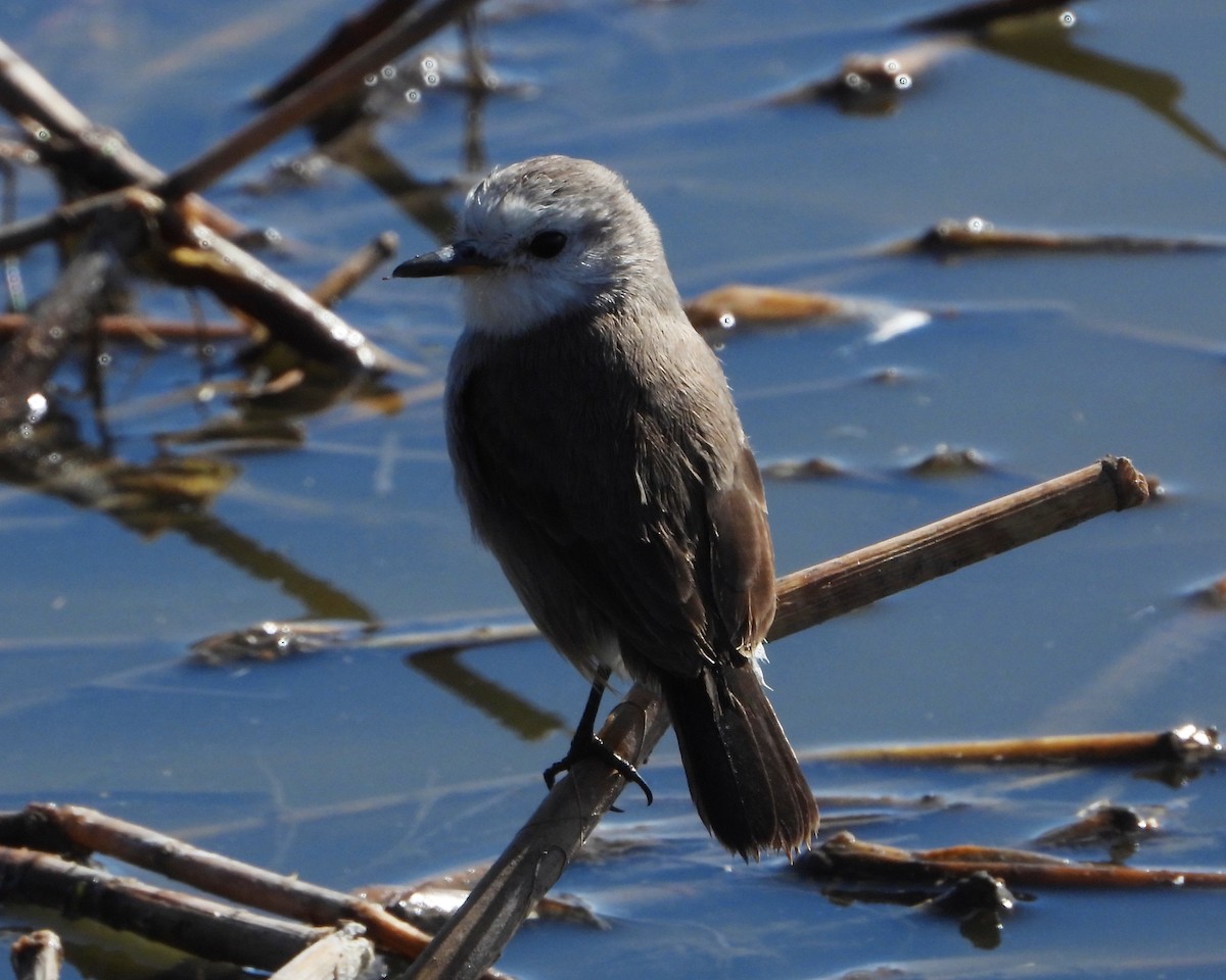White-headed Marsh Tyrant - ML246426461