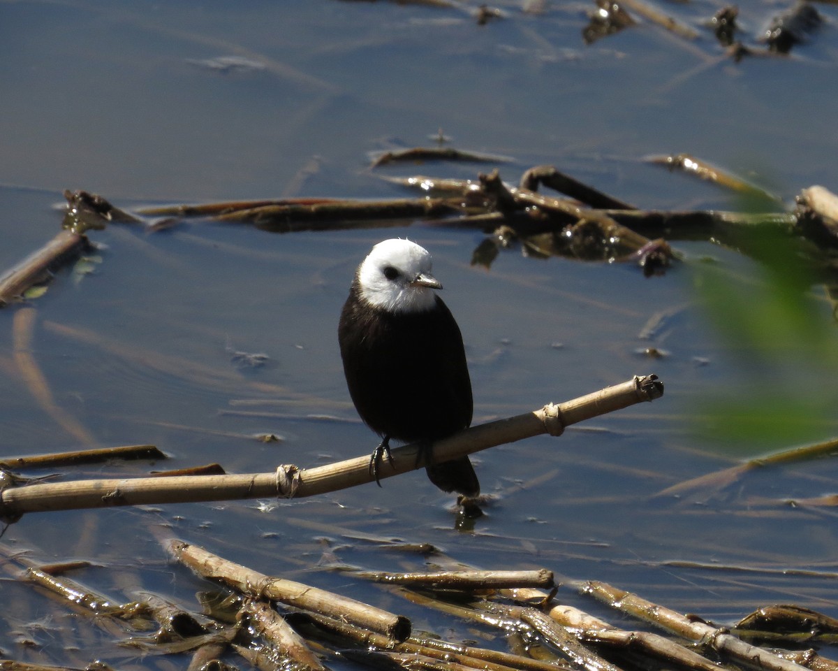 White-headed Marsh Tyrant - ML246426471