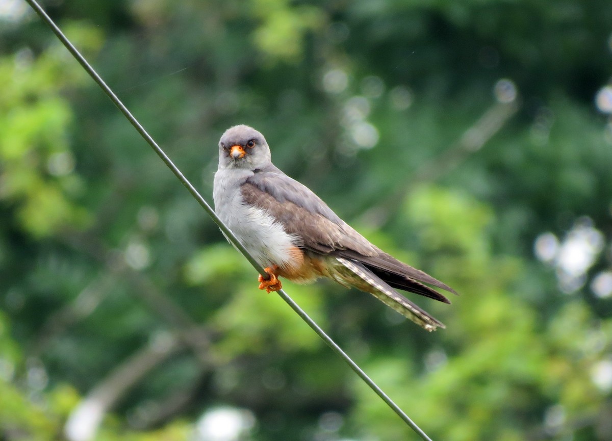 Red-footed Falcon - ML246426491