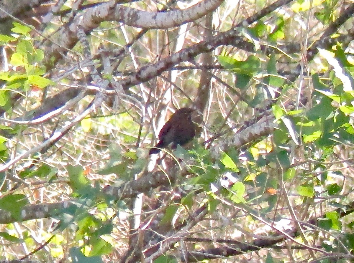 White-throated Thrush - ML24642651