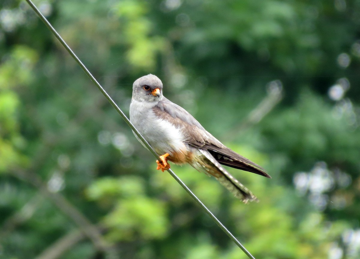 Red-footed Falcon - ML246426521