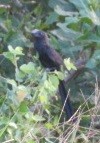 Smooth-billed Ani - ML246427571