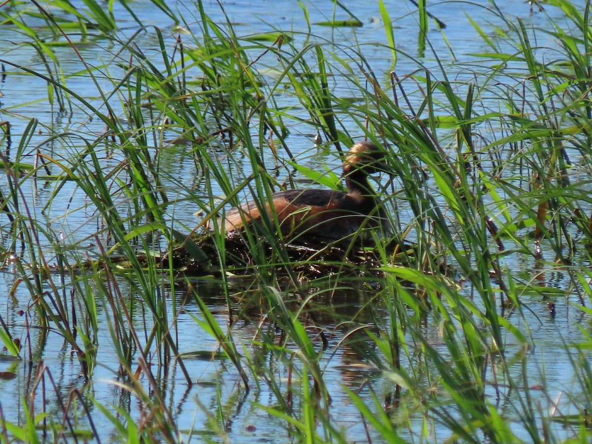 Eared Grebe - ML246427771