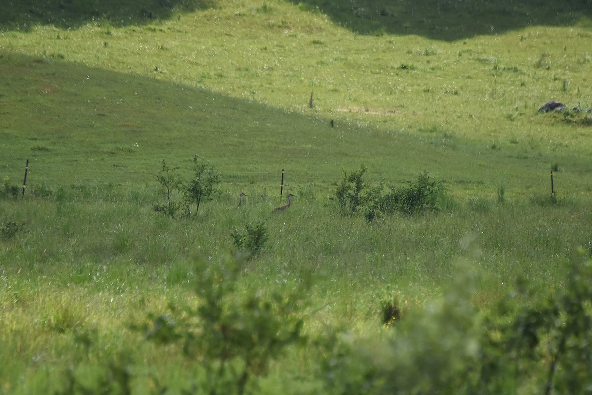 Grulla Canadiense - ML246430351