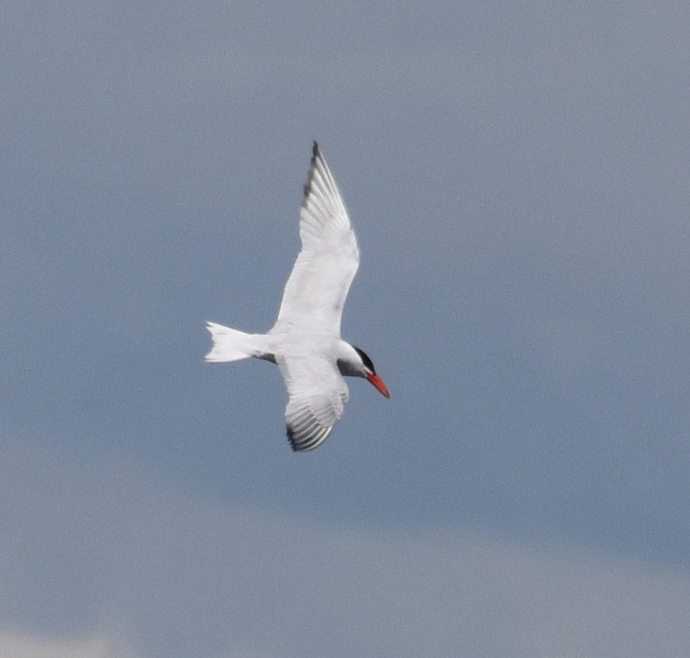 Caspian Tern - ML246432581