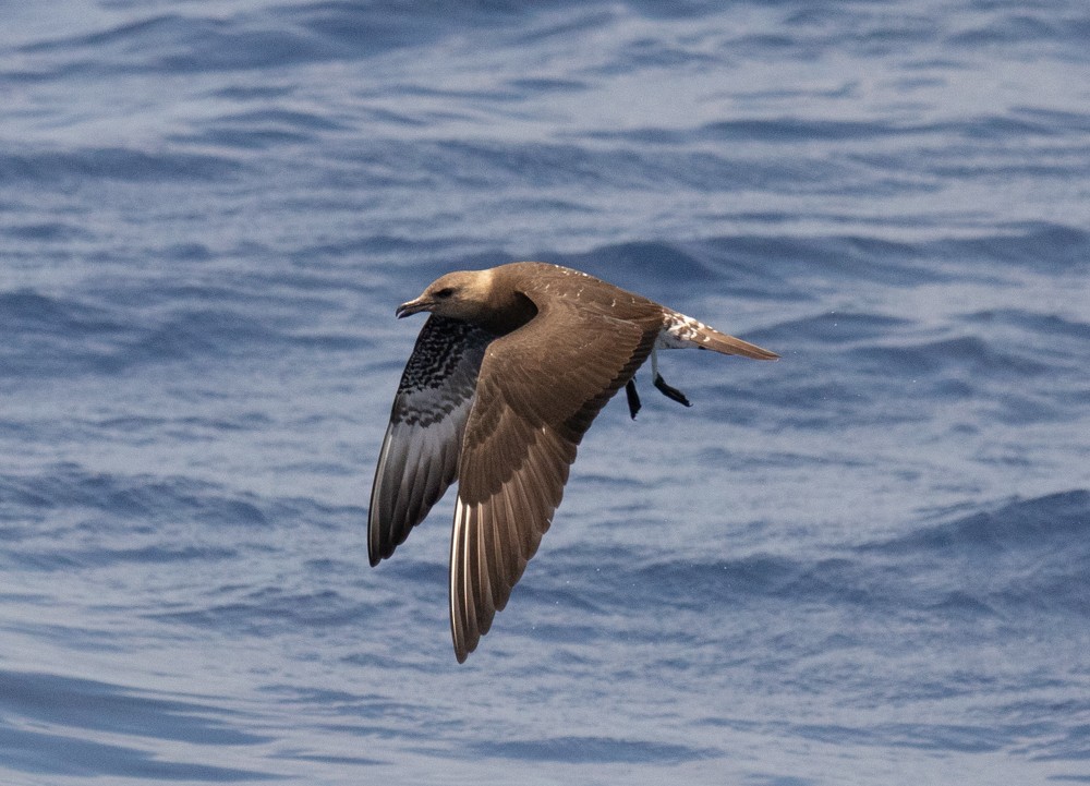 Long-tailed Jaeger - Ed Corey