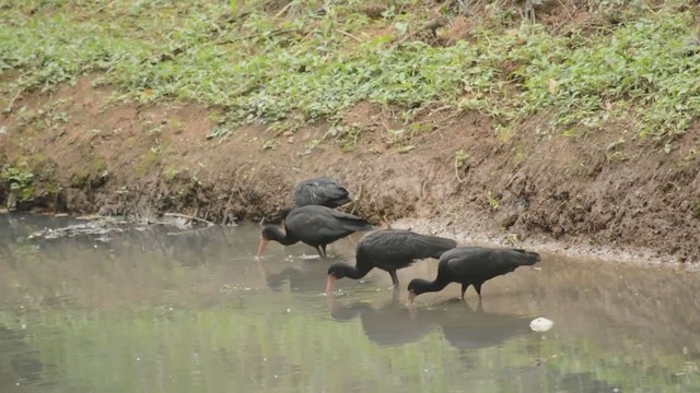 Bare-faced Ibis - ML246434561