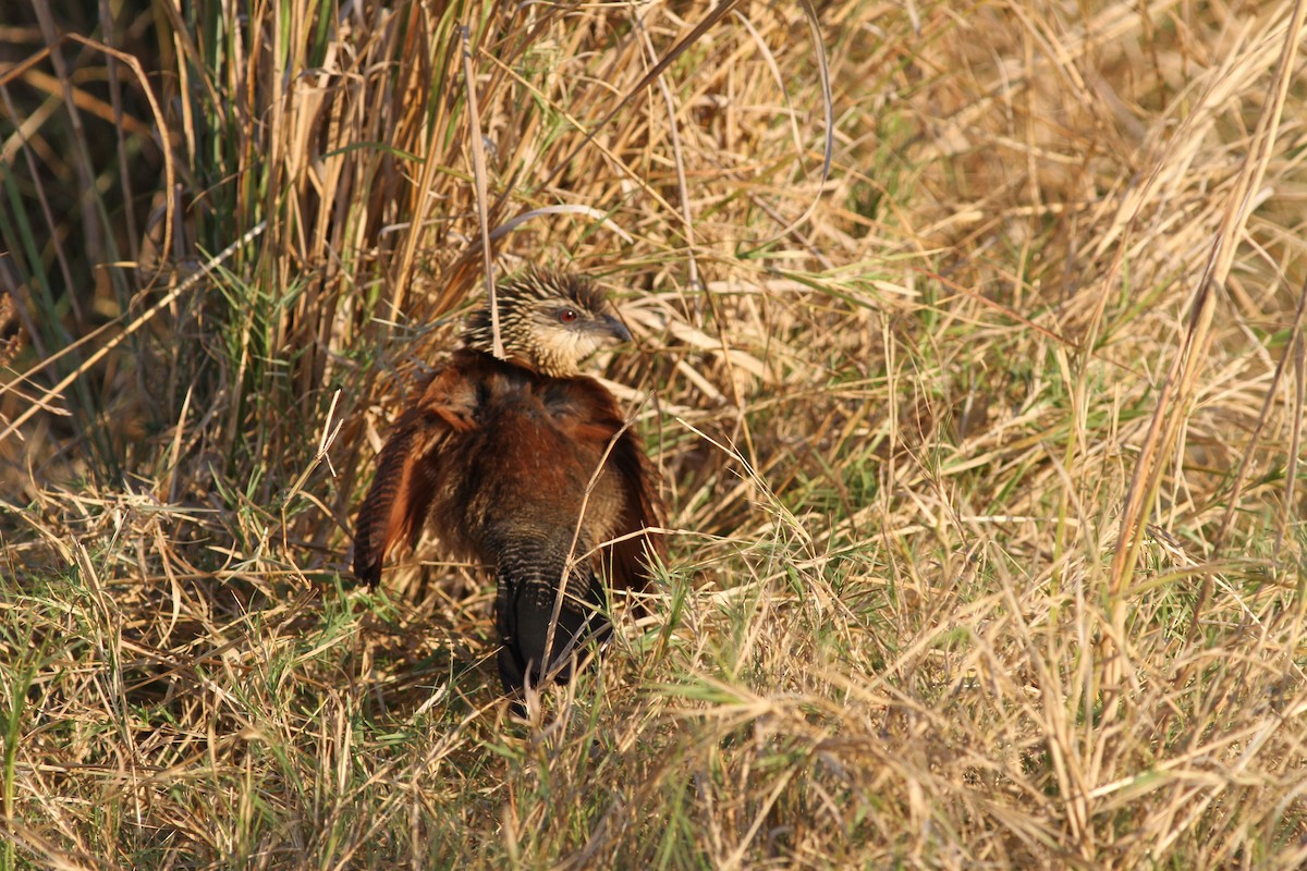 Coucal à sourcils blancs - ML246434851