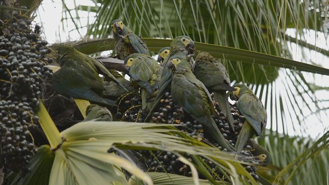 Red-bellied Macaw - ML246435611