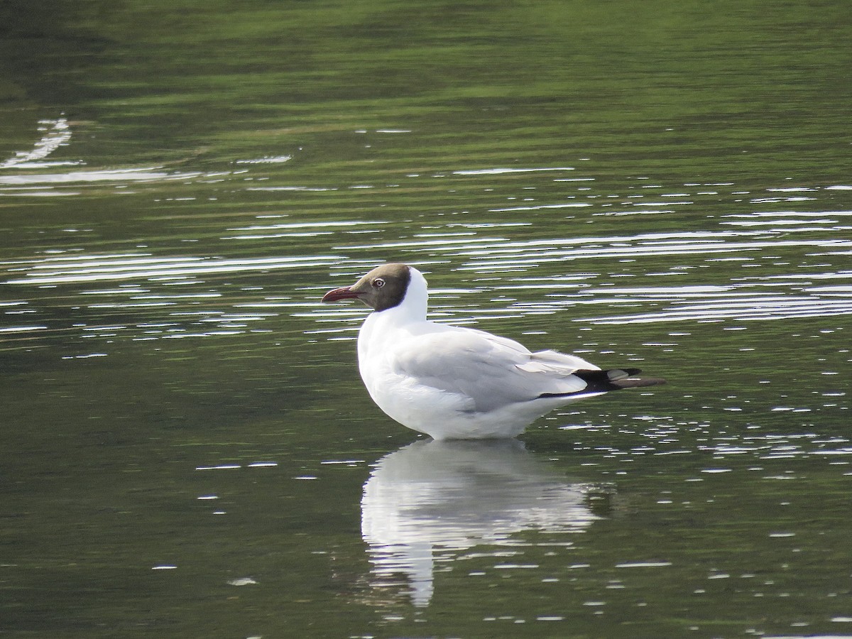 Brown-headed Gull - ML246435721